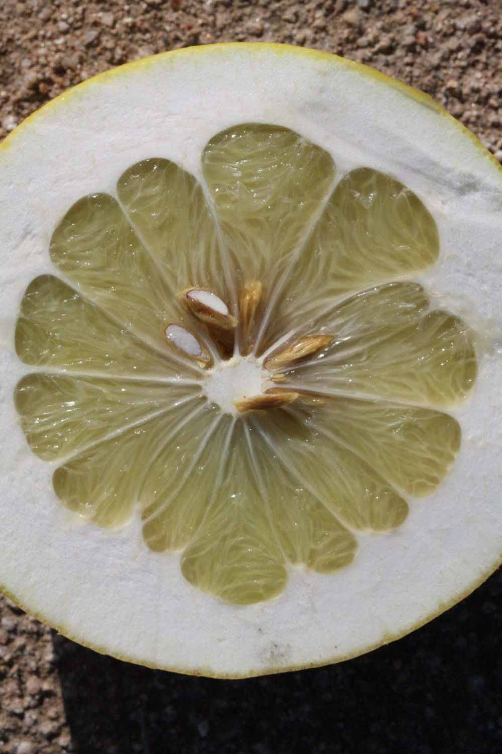              Fruit cross-section (Riverside, CA)       
